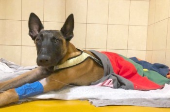 В Праге полицейские сопроводили машину с умирающим щенком к ветеринару