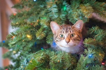 Прага предложила горожанам «спасти жизнь» рождественским ёлкам