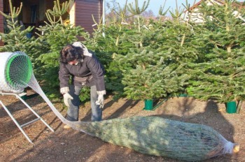 Рождественские ёлки в Чехии заметно подорожают