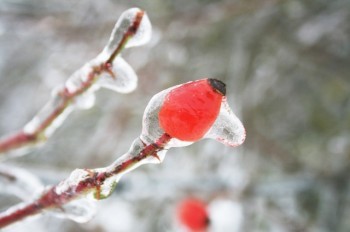 В Чехии объявлено предупреждение о гололеде