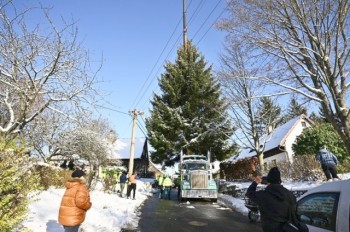 В Чехии срубили главную рождественскую ёлку страны