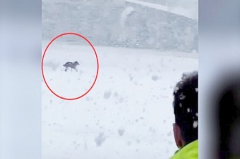 В Париже при выгрузке багажа из самолета сбежала и потерялась собака чешской пассажирки