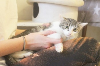 Кошачий приют в Чехии оказался под угрозой закрытия. Нужна помощь 