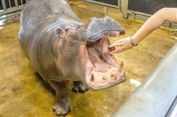 Покормить бегемота, подружиться с жирафом: зоопарк Праги запустил аукцион необычных подарков