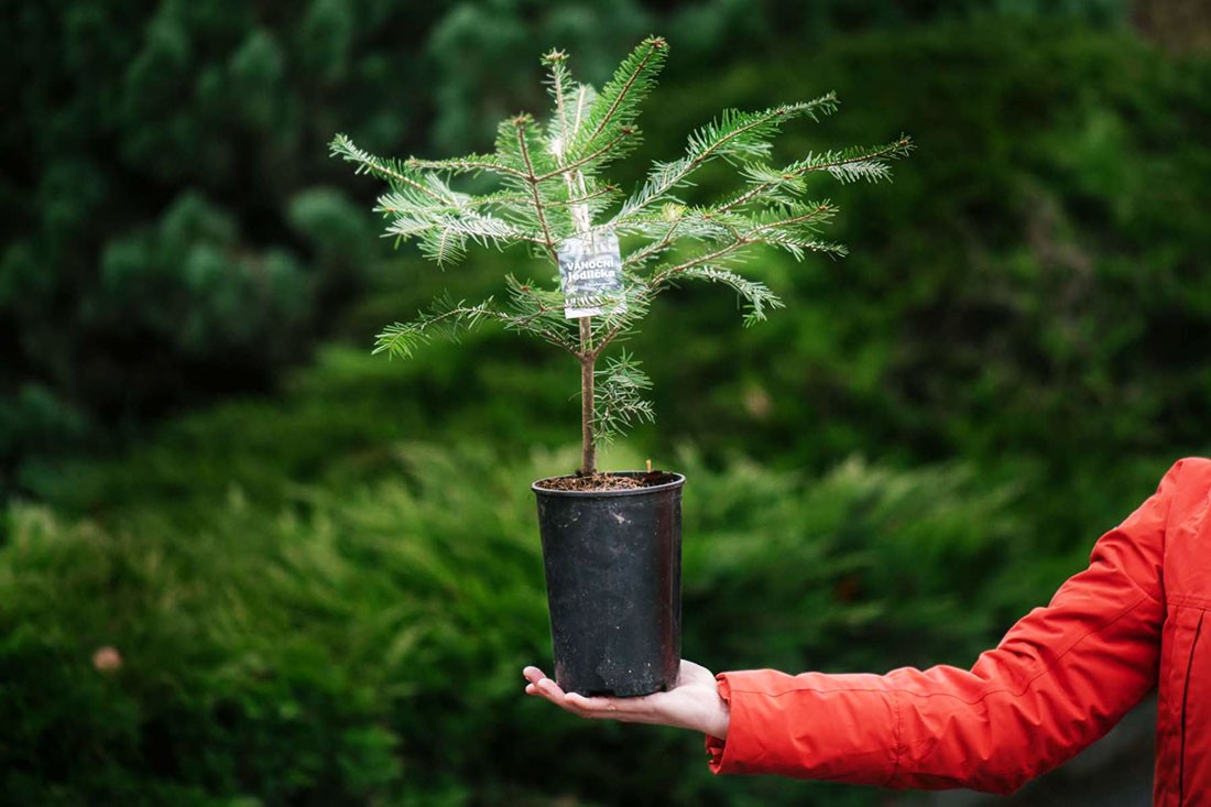 Прага предложила горожанам «спасти жизнь» рождественским ёлкам