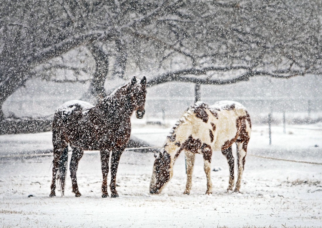 Снег и мороз: чешские синоптики опубликовали прогноз погоды на неделю