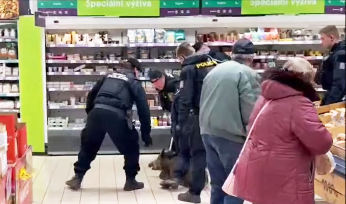 В Чехии дикий кабан забежал в продуктовый супермаркет: видео