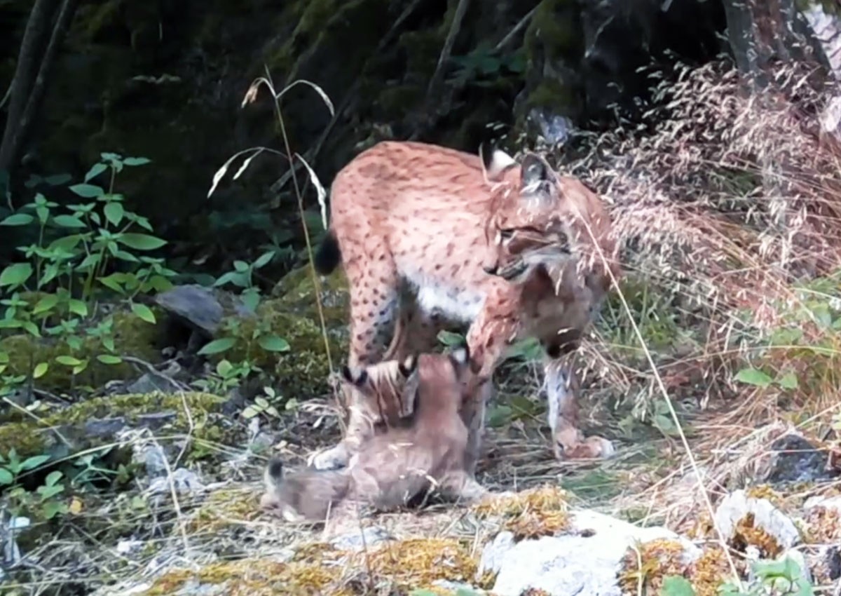 В Чехии фотоловушка сделала редкие кадры маленьких рысят: видео
