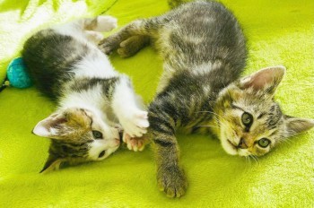 Легендарное «сНежное шоу» Славы Полунина приедет в Прагу