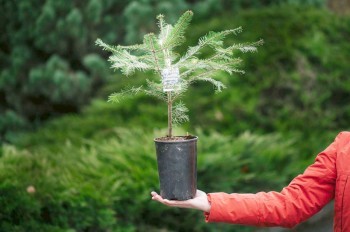 Прага предложила горожанам «спасти жизнь» рождественским ёлкам