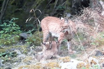 В Чехии фотоловушка сделала редкие кадры маленьких рысят: видео