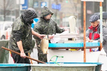 На улицах чешских городов начали продавать рождественского карпа