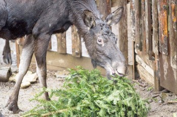 Обитателям Пражского зоопарка скормили сотни непроданных ёлок: видео