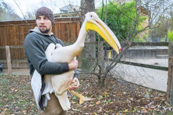 В Пражском зоопарке ловили пеликанов: фото и видео
