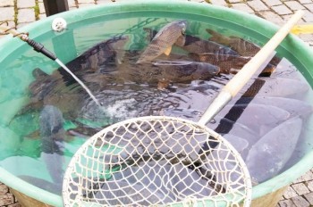 Прага запустила кампанию за гуманное обращение с карпами