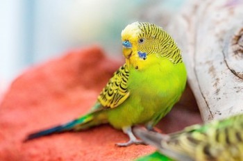 Полиция Чехии обвинила продавщицу зоомагазина в жестоком убийстве попугая