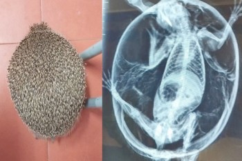 Чешские ветеринары спасли ежа с синдромом воздушного шарика