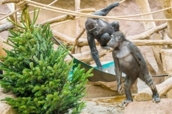 В Пражский зоопарк за 100 крон: праздничная акция для всех