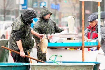 На улицах чешских городов начали продавать рождественского карпа