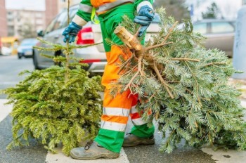 Как правильно выбросить рождественскую елку в Праге