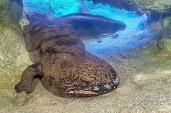 В Пражском зоопарке умер рекордсмен Книги Гиннеса