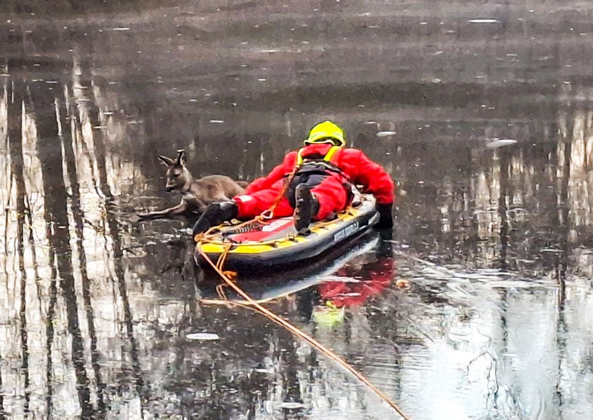 В Чехии пожарные спасли косулю, застрявшую на замерзшем пруду