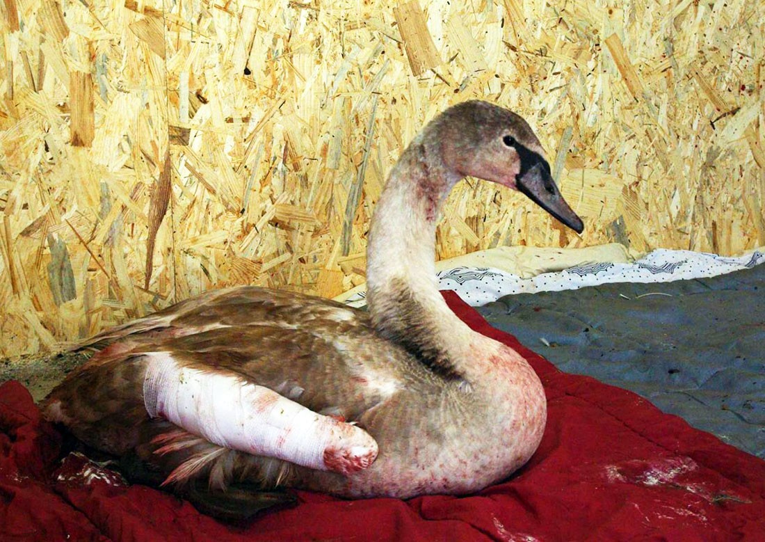 Наглядные фото из Праги: почему стоит отказаться от запуска пиротехники