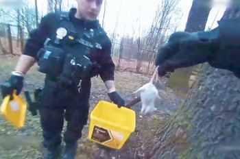 В Чехии женщина вызвала полицию из-за мышей