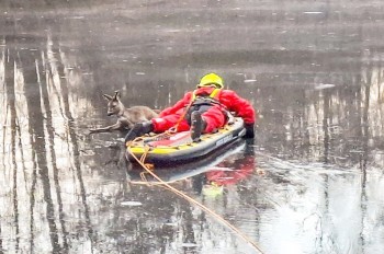 В Чехии пожарные спасли косулю, застрявшую на замерзшем пруду