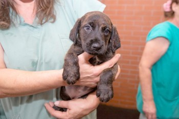 Генштаб рассказал, как выглядела бы всеобщая мобилизация в Чехии