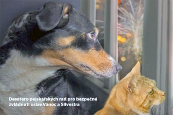 Прага дала советы владельцам собак, как снизить их стресс от пиротехники