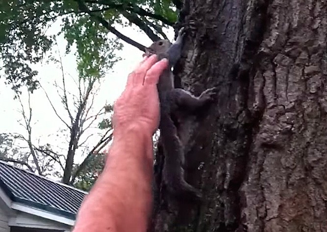 Семья выходила белку и отпустила на волю, но природа взяла свое: видео