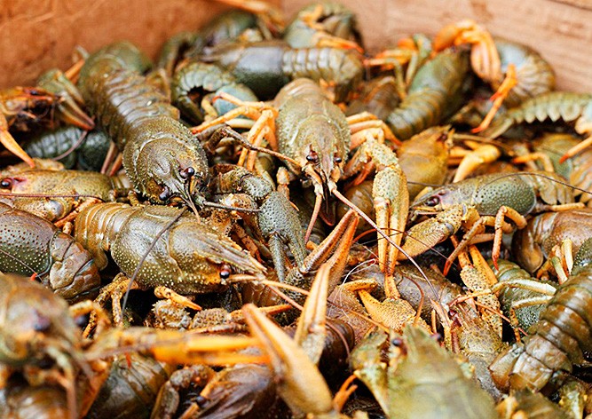 В Швейцарии запретили варить раков живьем

