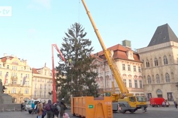 Главную рождественскую елку Чехии скормят слонам: видео