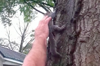 Семья выходила белку и отпустила на волю, но природа взяла свое: видео