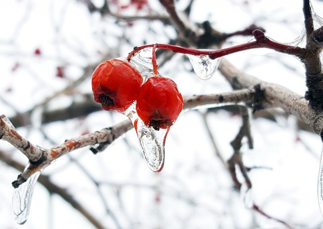 Предупреждение о ледяном дожде и сильном гололеде объявлено в Чехии