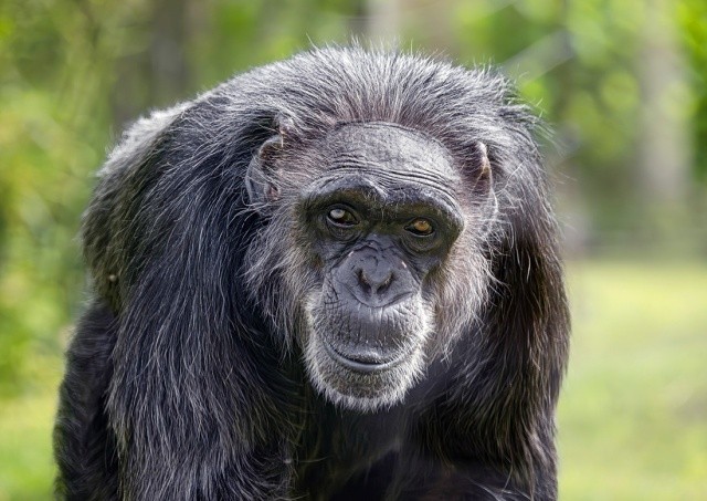В чешском зоопарке из-за новогодних фейерверков погиб пожилой шимпанзе