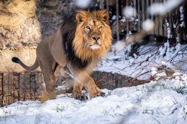 Как сейчас выглядит зоопарк Праги: снежные фото
