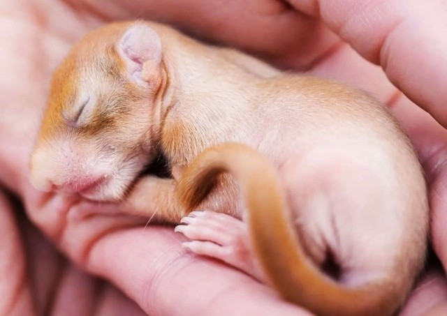 Статистика: в 2024 году в Праге спасли рекордное число диких животных