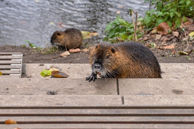 Милые только снаружи: чешский город начал борьбу с нутриями