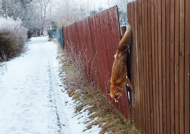 В Чехии пожарные спасли рыжую воровку, застрявшую в заборе