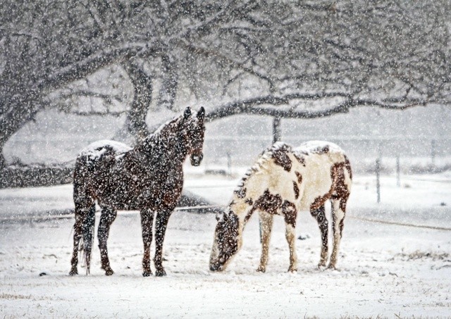 Мороз и снег: в выходные в Чехию вернется зима