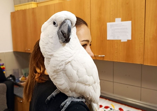 В квартиру к жителю Чехии влетел говорящий какаду: видео