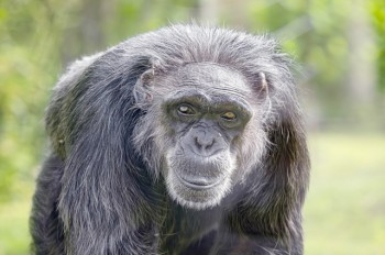 В чешском зоопарке из-за новогодних фейерверков погиб пожилой шимпанзе