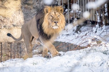 Как сейчас выглядит зоопарк Праги: снежные фото