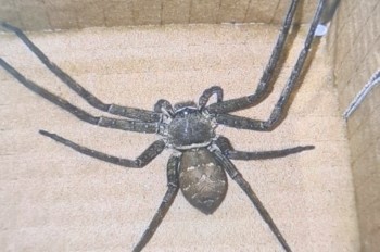 В Чехии огромный паук «зайцем» проник в магазин и напугал продавщицу