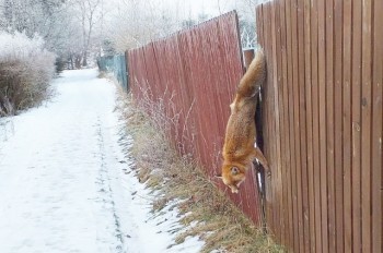 В Чехии пожарные спасли рыжую воровку, застрявшую в заборе