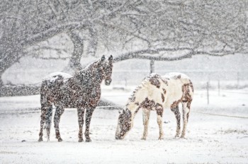 Мороз и снег: в выходные в Чехию вернется зима