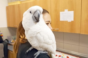 В квартиру к жителю Чехии влетел говорящий какаду: видео