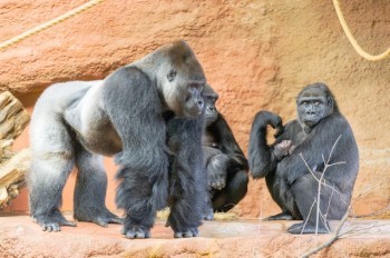 В пятницу дети могут бесплатно посетить зоопарк Праги в обмен на старый мобильник